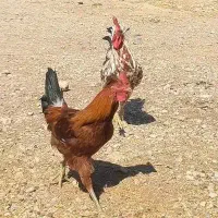 فروش خروس گلین جوجه ویاندوت و  برهما|حیوانات مزرعه|شیراز, زرهی|دیوار