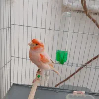 قناری نر سرخ مست مست