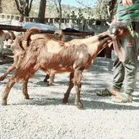 کهره ی نژدی  پازنی|حیوانات مزرعه|دهدشت, |دیوار