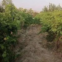 نقلی-باغچه-تاکستان