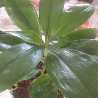 گل  طبیعی  خوش رنگ قیمت دانه ۲۰۰ هزار ت|گل و گیاه طبیعی|اسلام‌‌آباد غرب, |دیوار