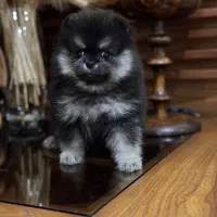 پودل مالتیپو پامر شیتزو مالتیز تریر