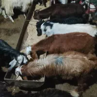 بزغاله سالم سرحال