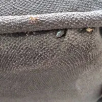 سمپاشی فوری تخصصی باضمانت نامه کتبی ساس سوسک موش|خدمات نظافت|کرج, عظیمیه|دیوار