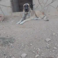 واگزاری سگ سرابی دوساله واسه گله رفته