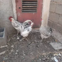 فروش مرغ و خروس|حیوانات مزرعه|شیراز, آزادگان|دیوار