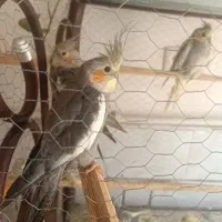 فروش عروس هلندی