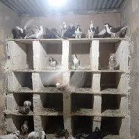 رنگی|پرنده|مبارکه, |دیوار