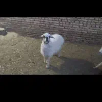 بره
