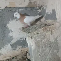 کلفه|پرنده|اردبیل, |دیوار