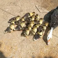 اردک اسرائیلی