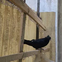 کبوتر کفتر|پرنده|تهران, سنگلج (شاپور)|دیوار