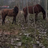 فروش|حیوانات مزرعه|لاهیجان, لیل|دیوار