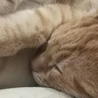 پرشین ۵ ماهه نر