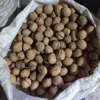 گردوتازه