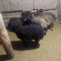 بره ماده تخلو