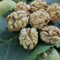 گردو پوست سبز درجه یک همدان تناژ بالا