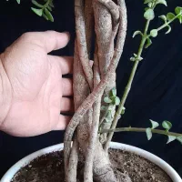 بنسای خرفه ۵ ساله|گل و گیاه طبیعی|اصفهان, ملکشهر|دیوار