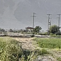 اجاره گلخونه