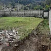 فروش-300-متر-زمین-ویلایی-مابین-ویرمونی-بیجاربین