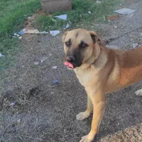 واگذاری سگ|سگ|کردکوی, |دیوار