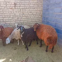 گوسفند میش و بره وقوچ|حیوانات مزرعه|گلپایگان, |دیوار