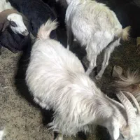 بز سانن جوان