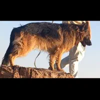 ژرمن شولاین