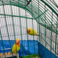 طوطی کوتوله