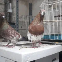 کله تاپ جفت