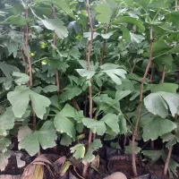 پالم ، ژینگو، شمشاد طلایی|گل و گیاه طبیعی|کلاچای, |دیوار