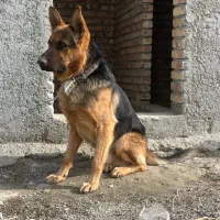 واگذاری سگ ژرمن