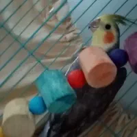 پرنده نر یک ساله سرحال