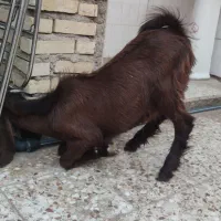 بز نر|حیوانات مزرعه|امیدیه, |دیوار