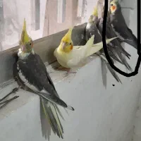عروس هلندی گمشده|پرنده|رشت, شهرک شهید مفتح|دیوار