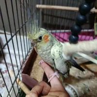 یک جفت عروس هلندی دستی سخنگو|پرنده|قم, هفت تیر|دیوار
