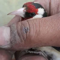 سهره نر دهن زن