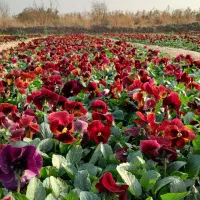 فروش عمده گل فصلی ( بنفشه . همیشه بهار .میخک)