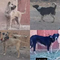 واگذاری ۵ عدد سگ ماده درشت نگهبانی