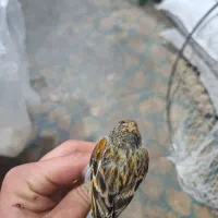 سهره قناری گلبسر تک و تعداد|پرنده|اسکو, |دیوار