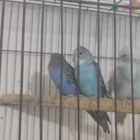 مرغ عشق دوماهه|پرنده|قرچک, زیبا شهر|دیوار