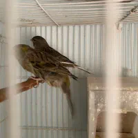 سه عدد قناری|پرنده|مشهد, رضاشهر|دیوار