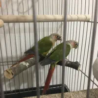 گرینچیک مولد