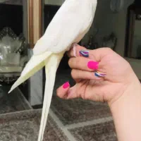 عروس هلندی نر مولد