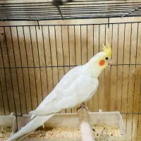عروس هلندی لوتینو  نر