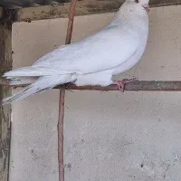 نر چشم نوک سفید نر زاغ آبادانی