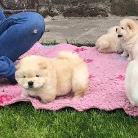 چاوچاو آلابای فروشی قفقازی درجه یک|سگ|کرج, فاز ۱ مهرشهر|دیوار