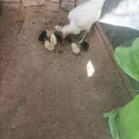 جوجه محلی سه روزه