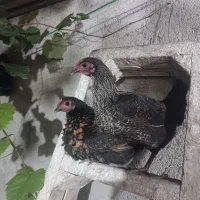 دوتا مرغ مینیاتوری