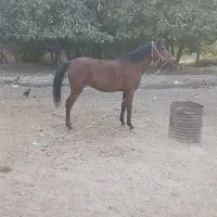 اسب مادیان|اسب و تجهیزات اسبسواری|خرمآباد, |دیوار